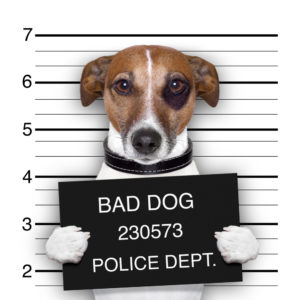 Bad Boy Rule 506 l www.SecuritiesLawyer101.com